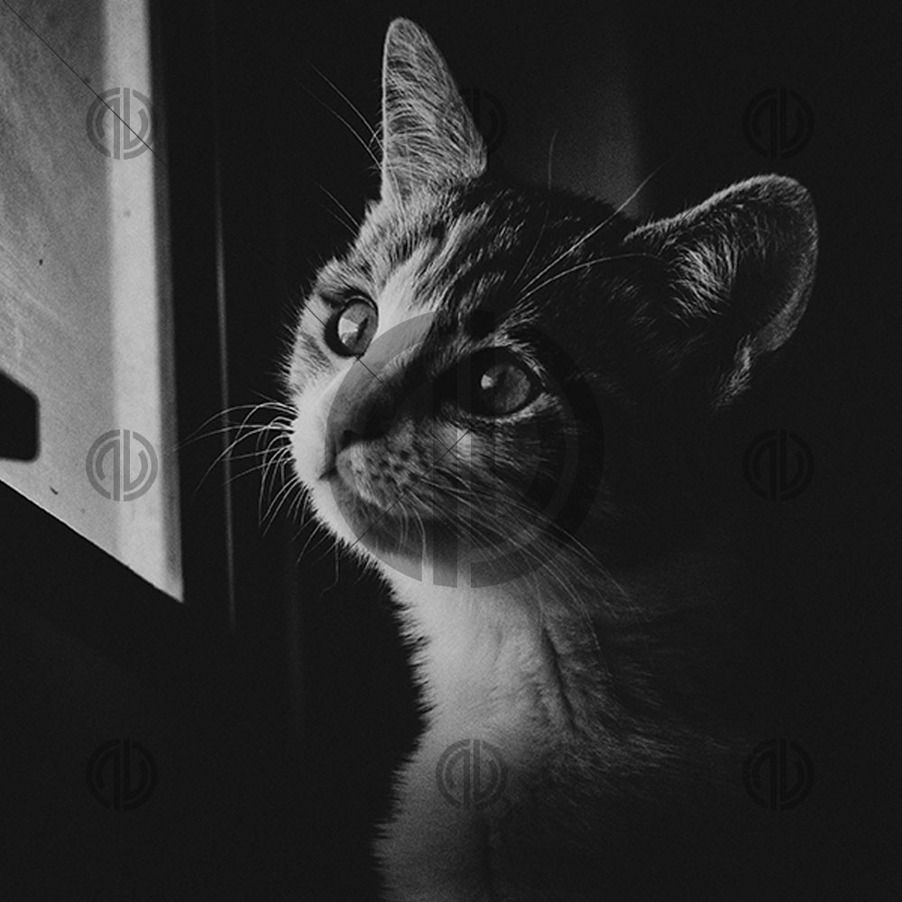 Kedi Portresi