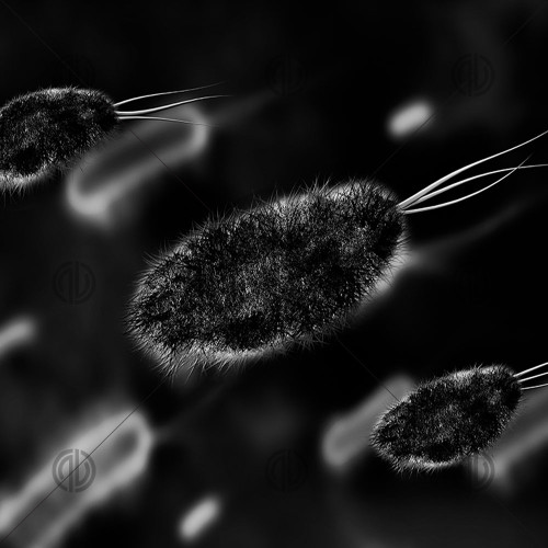 Bakteri Görseli