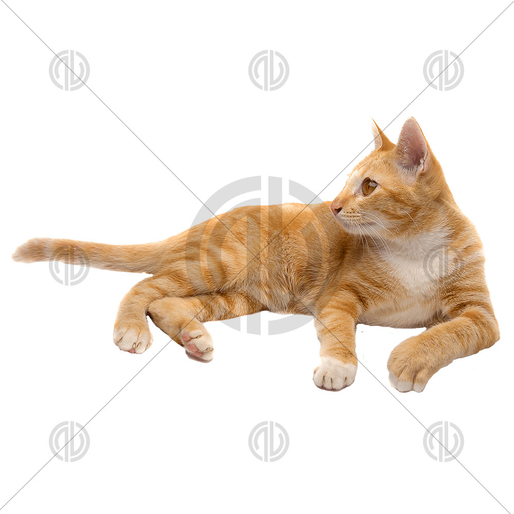 Stok Kedi Fotoğrafı
