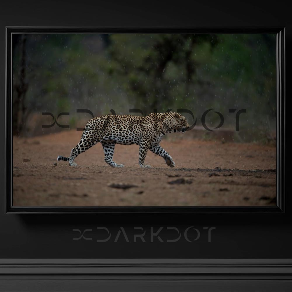 ormanda afrika leopari leopard fotograflari ormanda kosan leopard