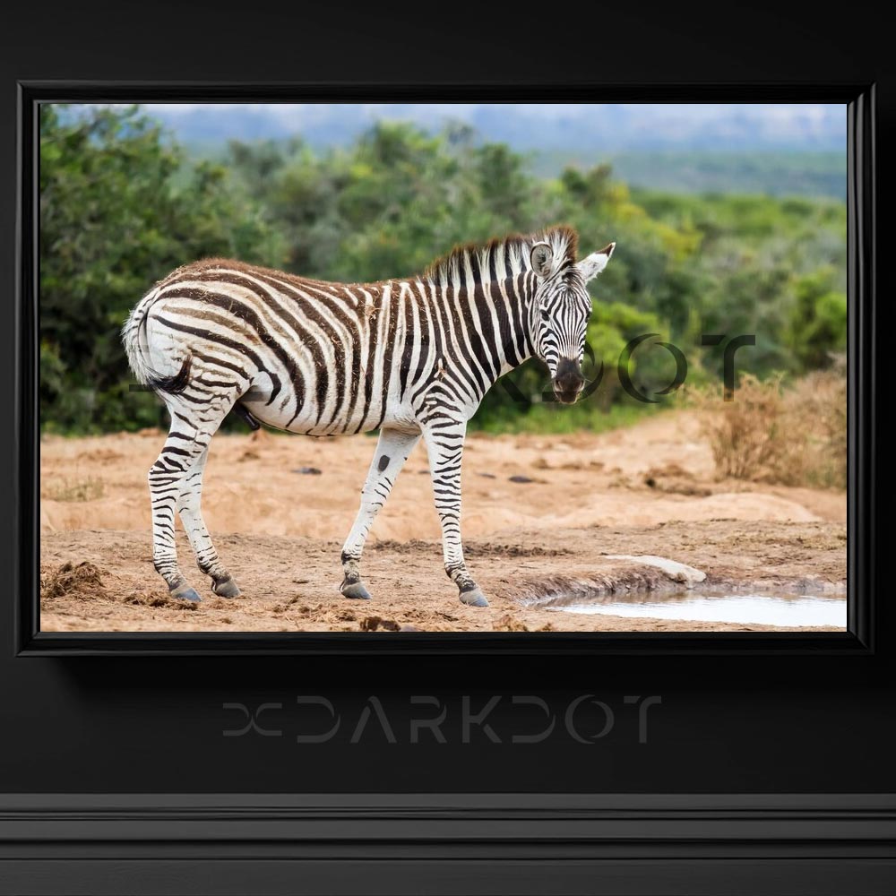 buyuk zebra fotografi ormanda ayakta duran zebra toprak uzerinde