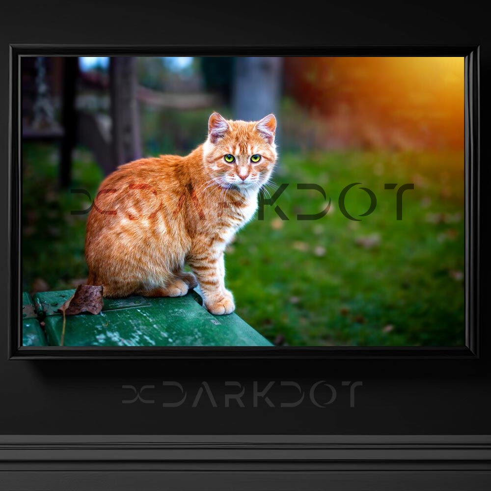 sari tekir kedi ormanda portre sari kedi fotografi agac uzerinde kedi