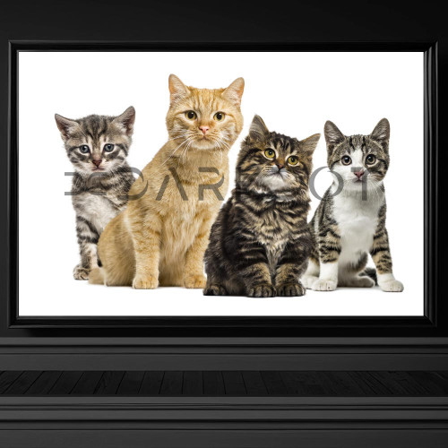 4519 yavru kedi fotograflari indir sevimli yavru kedi fotograflari yuksek cozunurluk jpg 