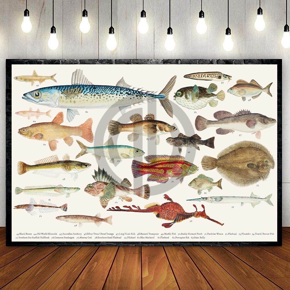 Balık Çeşitleri Afiş Poster İndir