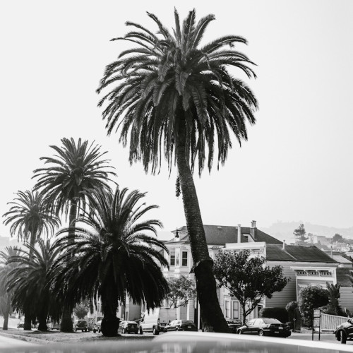 Palmiye Ağacı Fotoğrafı