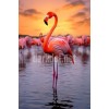 flamingo fotograflari indir jpg