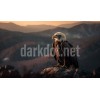 kartal fotografi indir dagda yalniz ucan kartal