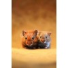sevimli fare fotograflari hamster gorselleri indir