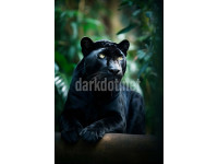 kara panter jaguar fotografi telifsiz stok gorsel