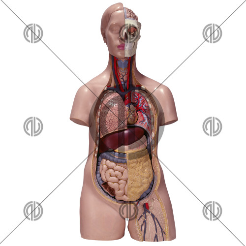 İnsan Organları Fotoğrafı Png