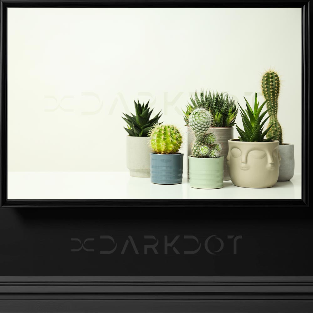 saksida kaktus fotograflari kaktus cesitleri nelerdir tum kaktus fotograflari saksida