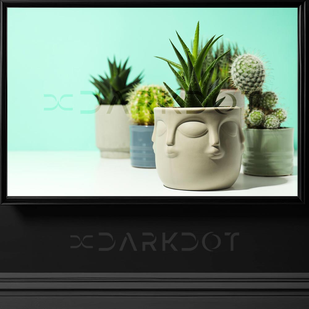 saksida kaktus fotograflari modern kaktus fotograflari minimal kaktus saksi fotografi