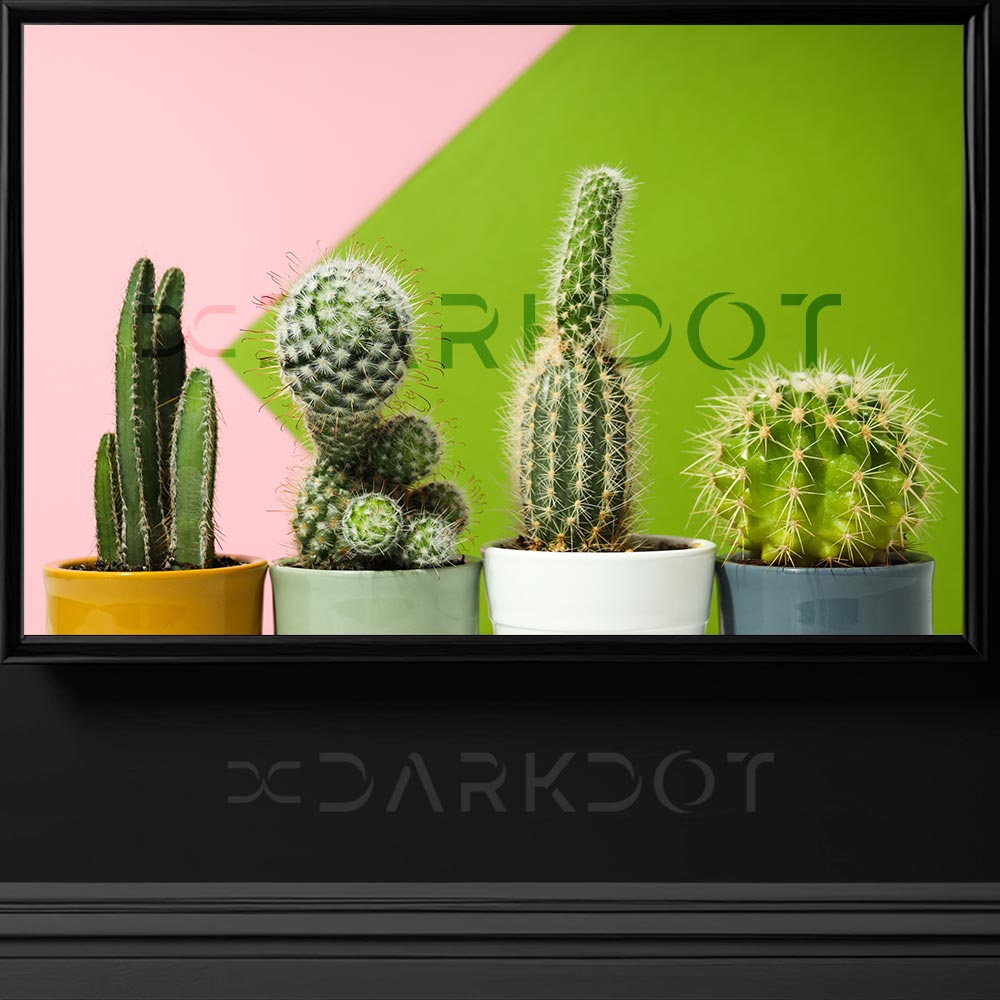 kaktus fotograflari modern saksida kaktus cicekleri dikenli buyuk kaktus resimleri