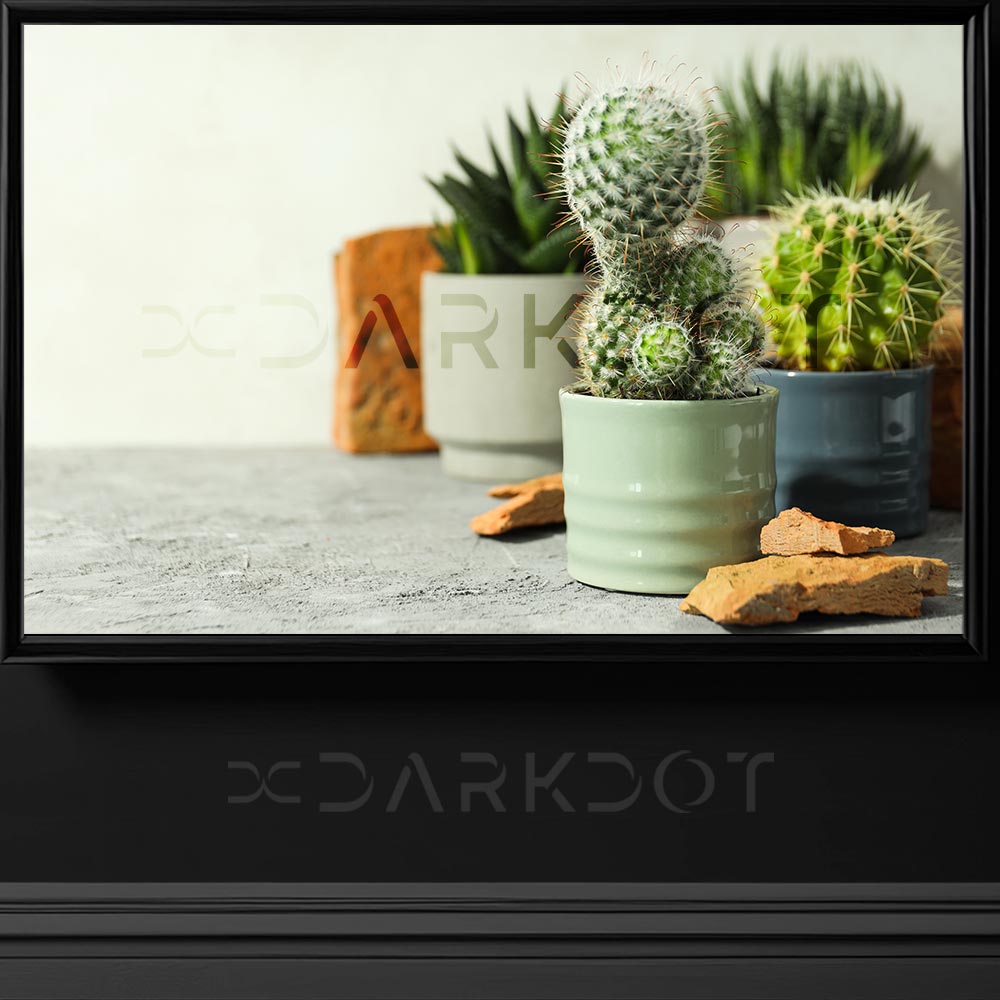 saksida kaktus fotograflari col kaktusu fotograflari saksida cicek fotograflari