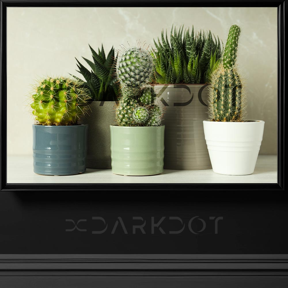 telifsiz stok fotograflar kaktus fotograflari saksida kaktus cicek resimleri