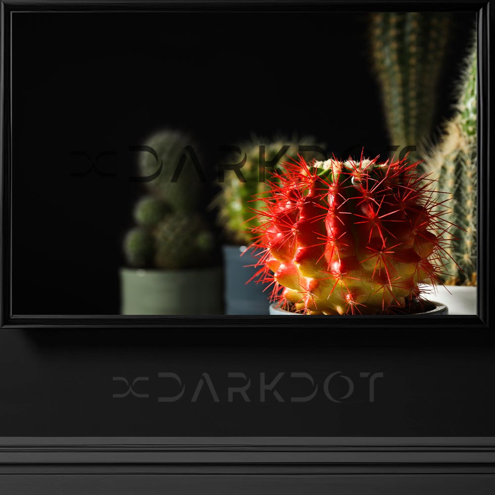 kaktus fotograflari telifsiz stok fotograflar kaktus cicekleri saksiya ekilmis cicekler