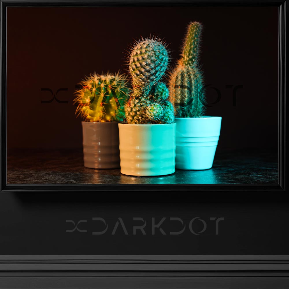 saksida kaktus fotograflari telifsiz stok fotograflar cicek fotograflari bitki resimleri